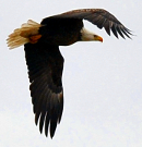 Ozark Bald Eagle