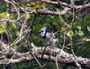 Ozark Bluebird