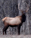 Ozark Elk