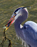 Ozark Heron