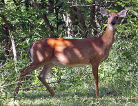 Ozark White-tailed Deer