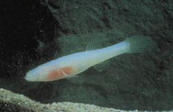 Ozark Cavefish