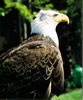 Ozark Bald Eagle
