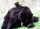 Ozark Black Bear