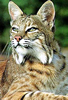 Ozark Bobcat