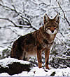 Ozark Coyote