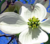 Ozark Dogwood