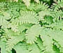 Fern