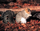 Ozark Fox Squirrel