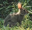 Ozark Rabbit